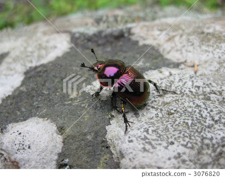 Purple shimmering beetle 3076820