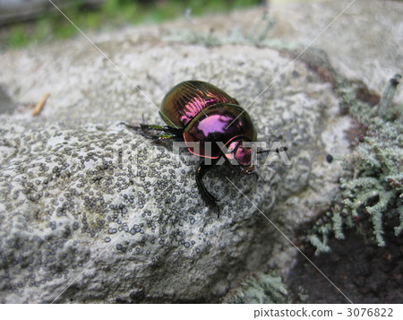 Purple shining beetle 2 3076822
