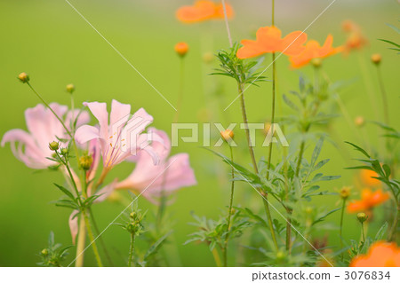 golden cosmos, chrysanthemum cosmos, belladonna lily 3076834