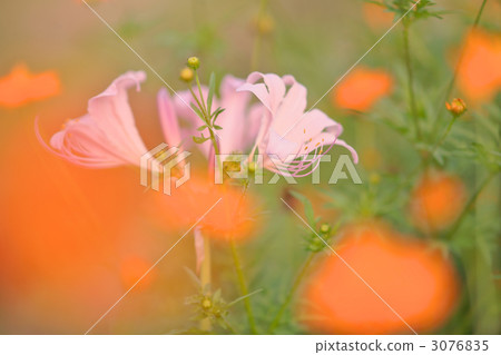 kasukabe, licorice, floriography 3076835