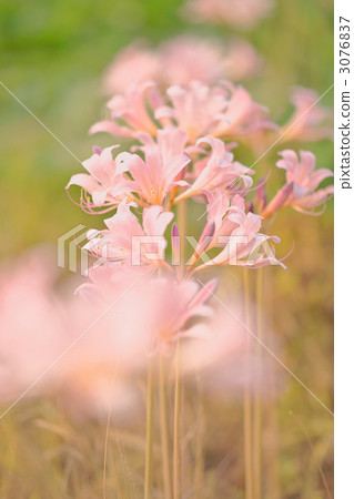 belladonna lily, jersey lily, lycoris squamigera 3076837
