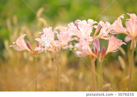 belladonna lily, jersey lily, lycoris squamigera 3076838