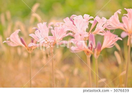 kasukabe, licorice, floriography 3076839