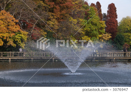 inokashirpond, pond, lagoon 3076947