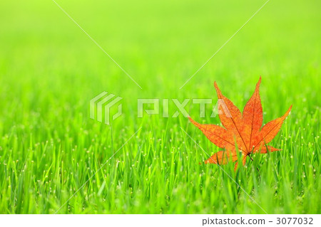 Momiji and lawn Momiji and lawn 3077032