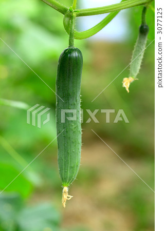 cucumber  3077125