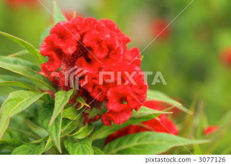 Flowers of Keito Flowers of Keito 3077126