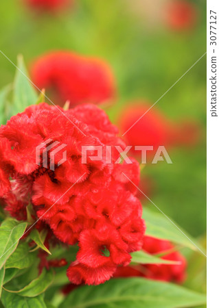 Flowers of Keito 3077127