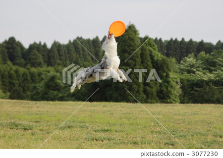 australian shepard, frisbee dog, dog 3077230