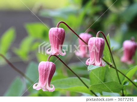 Clematis / Biorun flowers Clematis / Biorun flowers 3077291