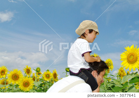 Sunflower field and parent and child Sunflower field and parent and child 3077641