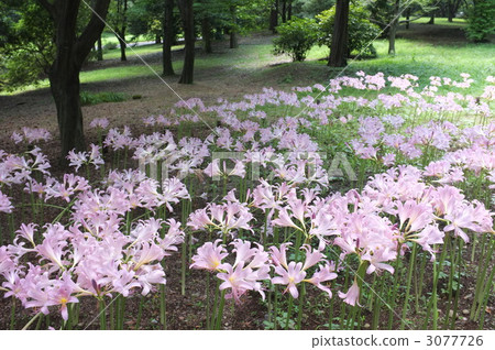 Natsuisen的花園 Natsuisen的花園 3077726