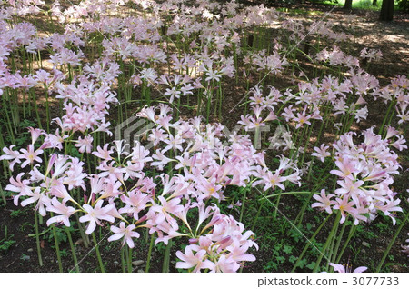 Natsuisen的花園 3077733