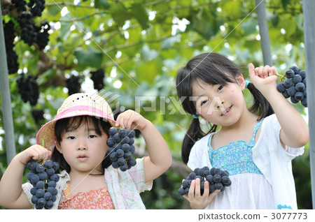 Grape hunting is big, is not it 3077773