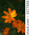 Kivanacosmos Kivanacosmos 3077888