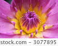 Water lily Water lily 3077895
