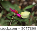 Flower bow Flower bow 3077899
