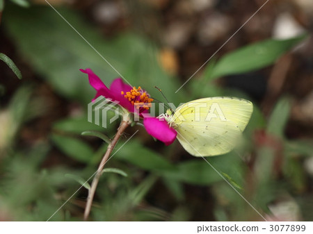 Flower bow 3077899