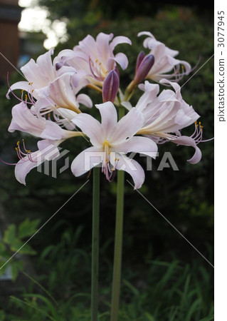 Yuri Yori沒有Hana 3077945