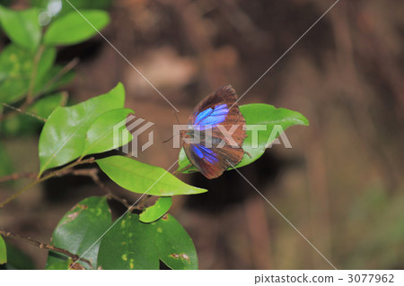 Murasaki j jangjimi 3077962