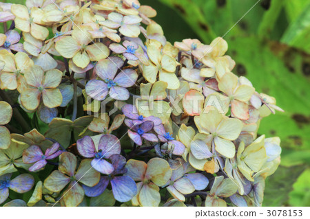 秋天的顏色繡球花 3078153