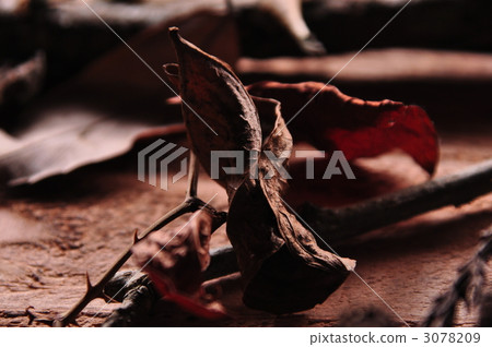 Dead leaves 3078209