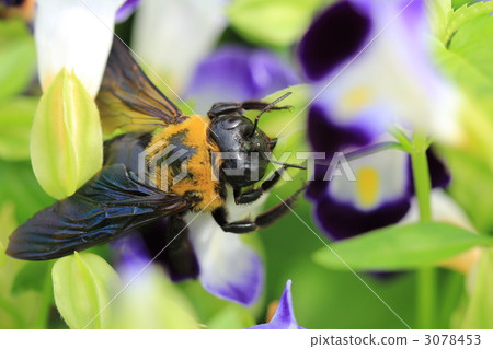 一隻蜜蜂 3078453