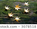 Fallen leaves  3078518