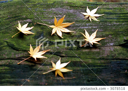 Fallen leaves  3078518