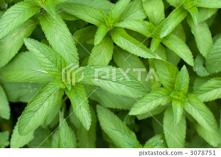 日本hacka葉子 日本hacka葉子 3078751