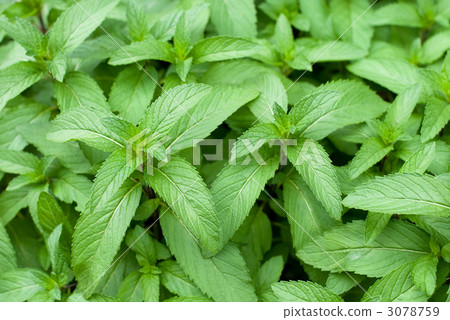 Leaves of Japanese hacka 3078759