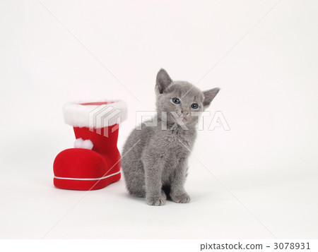 紅色靴子和小貓 3078931