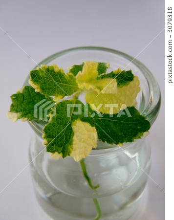 菠蘿薄荷 薄荷 綠葉 3079318