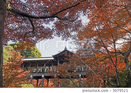 Autumn leaves of Tofukuji Tonchibashi 3079521