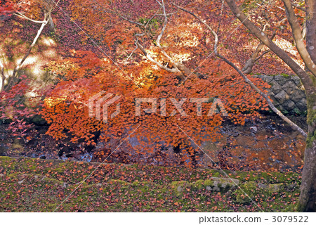 Tofukuji Temple Tofukuji Temple 3079522