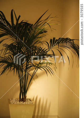 Calm interior decorative plants 3079585