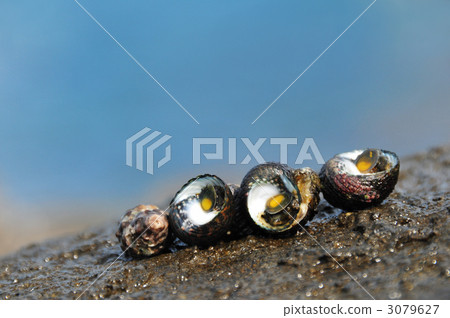 Sitka shellfish 3079627