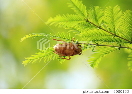 cicada husks, cicada husk, cicada shell 3080133