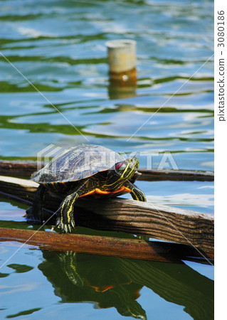 turtle, ojagaike, lakes and marshes 3080186