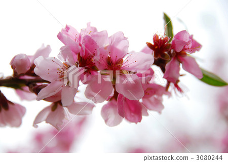 桃花 桃花 3080244