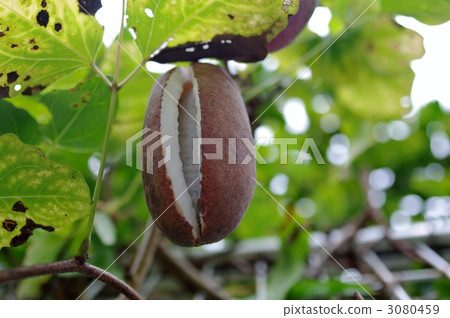 Akebi (woods, grass) Akebi (woods, grass) 3080459