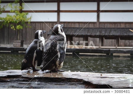 penguin, penguins, 2 birds 3080481