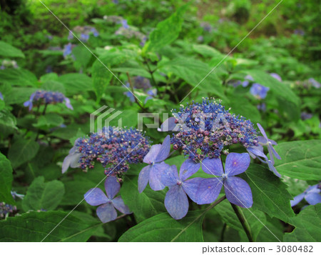 kurohime, hydrangea macrophylla, hydrangea 3080482
