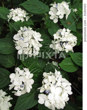 tea of heaven, tea-of-heaven, hydrangea 3080485