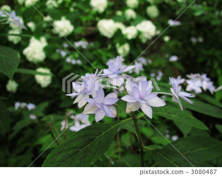 hydrangea, bloom, blossom 3080487