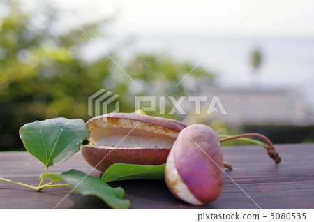 Akebi (woods, grass) Akebi (woods, grass) 3080535