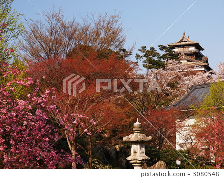 Cherry Blossom Maruoka Castle 3080548