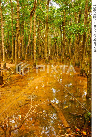 Mangrove forest at the Fukutogawa River (Ishigakijima / Okinawa Prefecture) 3080601