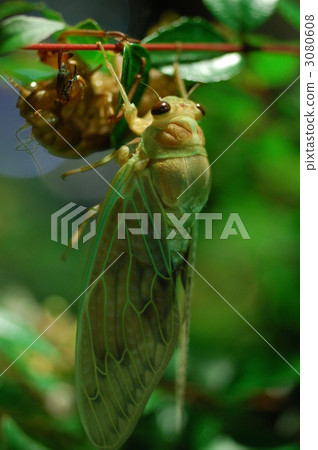 Abra Zemi的出現 3080608