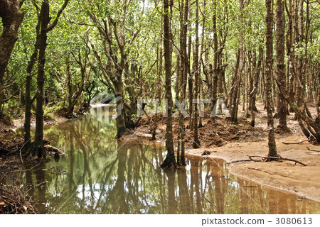 Mangrove forest at the Fukutogawa River (Ishigakijima / Okinawa Prefecture) Mangrove forest at the Fukutogawa River (Ishigakijima / Okinawa Prefecture) 3080613